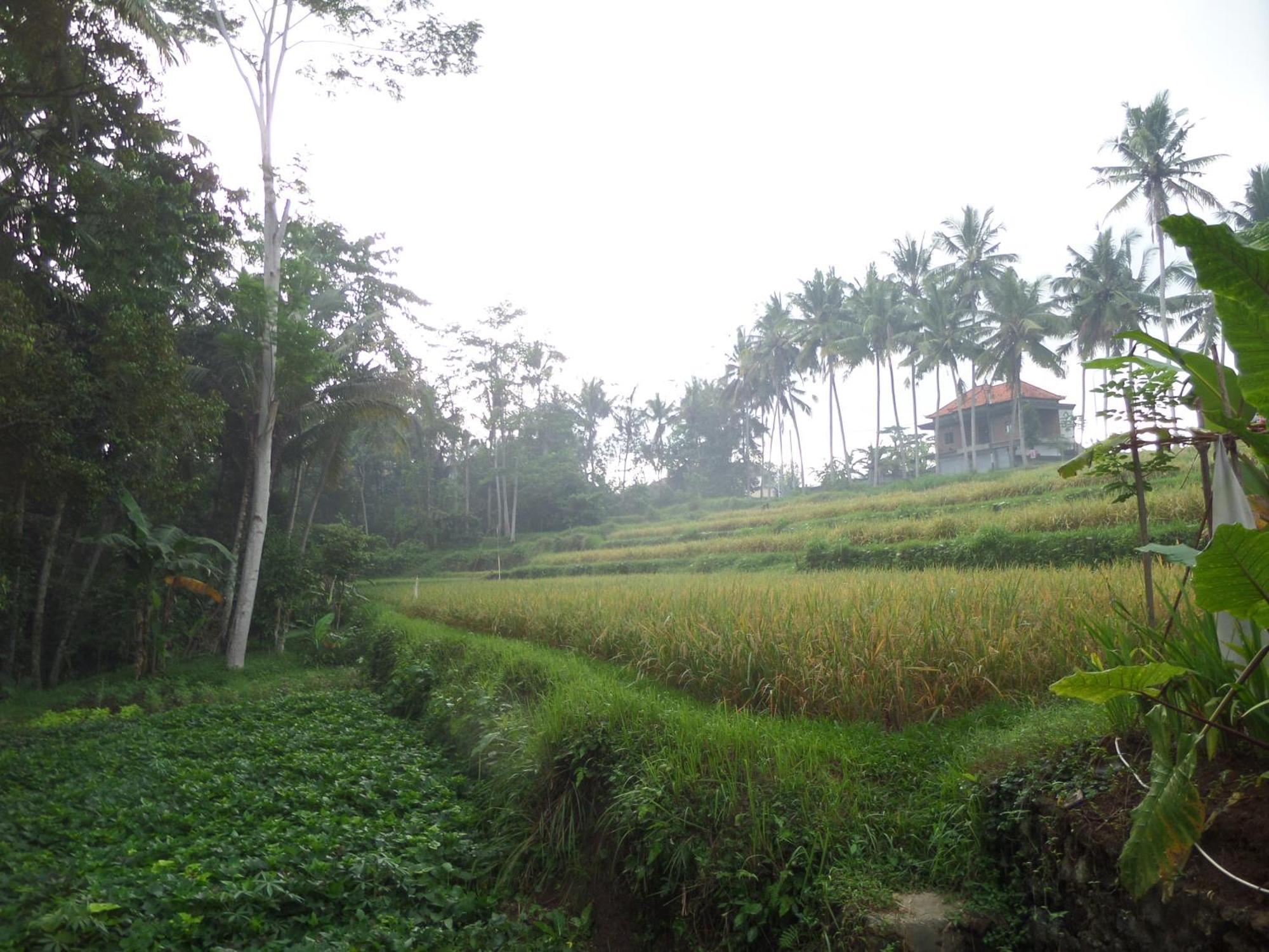 Alam Sembuwuk Ubud Εξωτερικό φωτογραφία